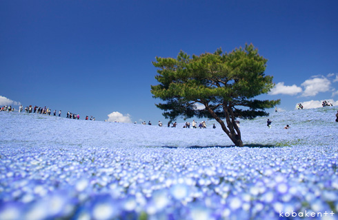 ひたち海浜公園みはらしの丘のネモフィラ